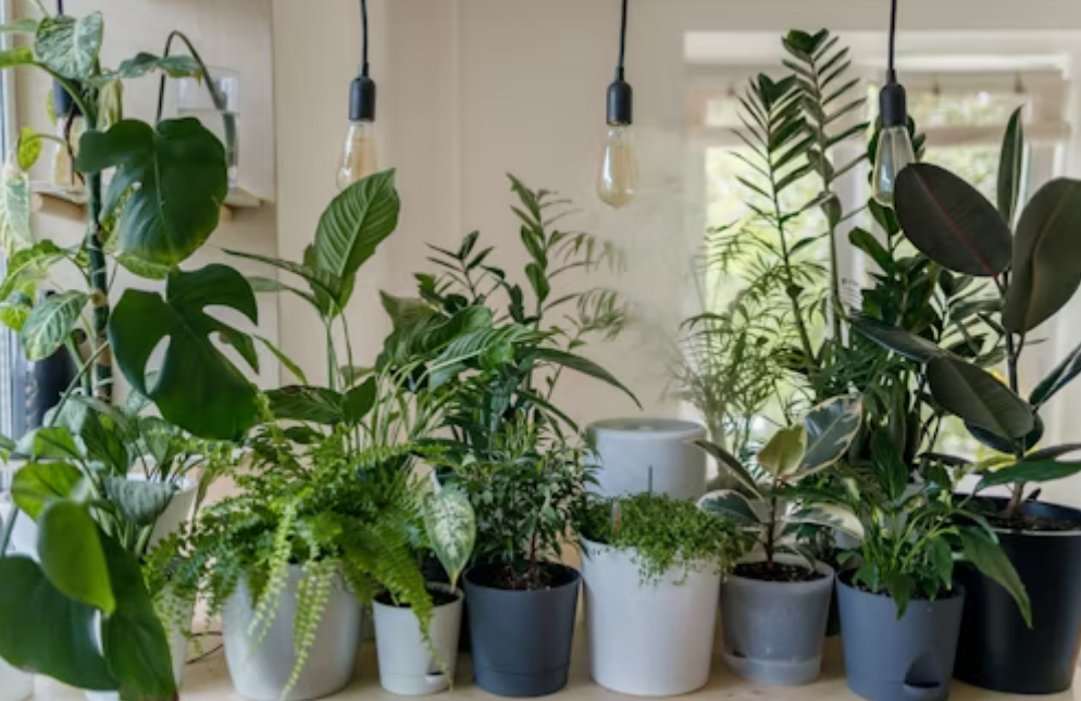 Outdoor Living Trends: Creating a Relaxing Oasis